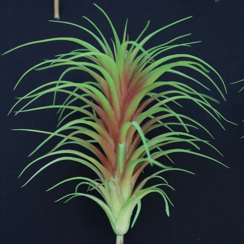 Lot of 5 - Tillandsia Air Plant Picks 7